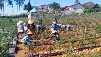 Sayur Sehat Muhammadiyah Menjadi Harapan Baru Bagi Para Petani