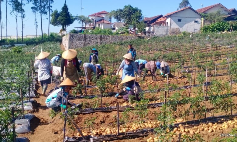 Sayur Sehat Muhammadiyah Menjadi Harapan Baru Bagi Para Petani