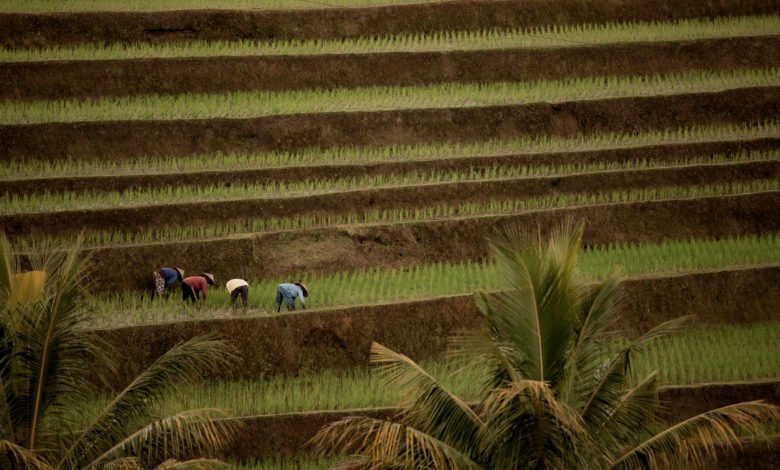 Refleksi 64 tahun UUPA 1960: Warisan krisis Agraria dan Praktik Reforma Agraria Pasca Perubahan Politik 2024