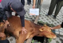 UM Bandung Tebar Kepedulian Lewat Kurban, Pererat Tali Kasih dengan Warga Sekitar