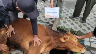 UM Bandung Tebar Kepedulian Lewat Kurban, Pererat Tali Kasih dengan Warga Sekitar