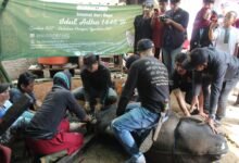 Tebar Kebaikan, PAI UM Bandung Gelar Kurban Sapi di Kampung Cibanteng