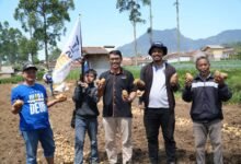 Lazismu Jabar dan MPM Muhammadiyah Jabar Bantu Petani Kentang Lewat Program Tani Bangkit