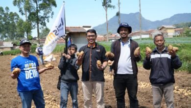 Lazismu Jabar dan MPM Muhammadiyah Jabar Bantu Petani Kentang Lewat Program Tani Bangkit