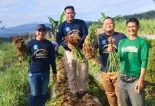 Pendampingan Komprehensif Muhammadiyah Hasilkan Panen Bawang Merah Berkualitas Tinggi