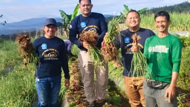 Pendampingan Komprehensif Muhammadiyah Hasilkan Panen Bawang Merah Berkualitas Tinggi