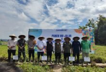 Panen Raya Ubi Jalar, Muhammadiyah Kuningan Teguhkan Dakwah Pemberdayaan di Sektor Pertanian