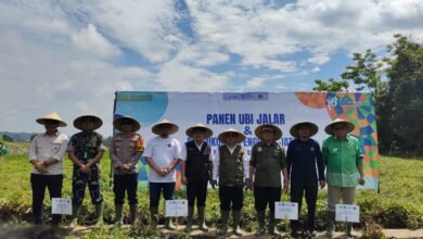 Panen Raya Ubi Jalar, Muhammadiyah Kuningan Teguhkan Dakwah Pemberdayaan di Sektor Pertanian