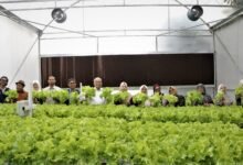 Green House UM Bandung Jadi Pusat Pembelajaran dan Inovasi Agribisnis Green House UM Bandung Jadi Pusat Pembelajaran dan Inovasi Agribisnis